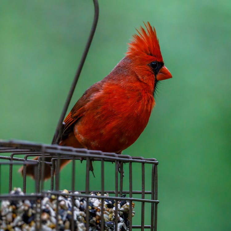 Photo Of A Red Northern Cardinal Bird