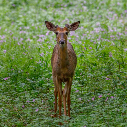 Brown Deer on Green Grass Field