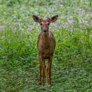 Free stock photo of alert, animal, antler