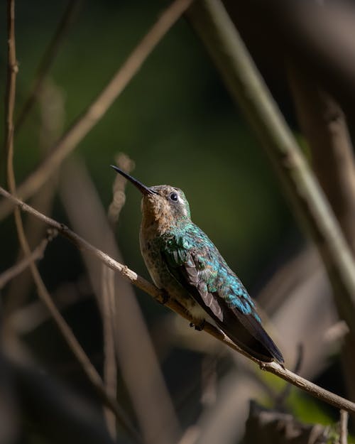 Close-Up Photo of a Hummingbird Perched on a Twig