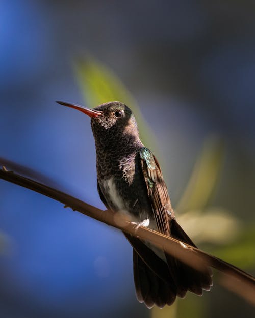 Selective Focus Photo of a Hummingbird