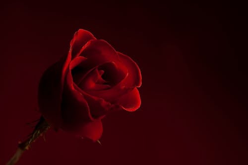 Close-Up Shot of Red Rose