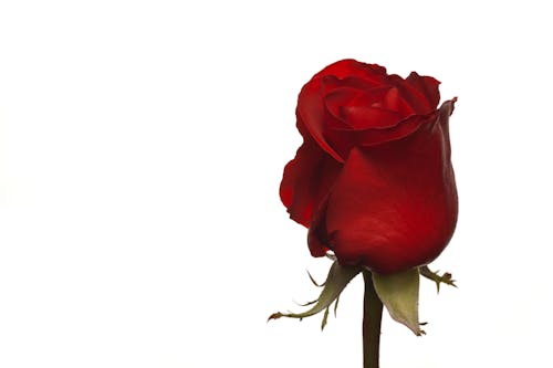 Free Red Rose in Close-Up Photography Stock Photo