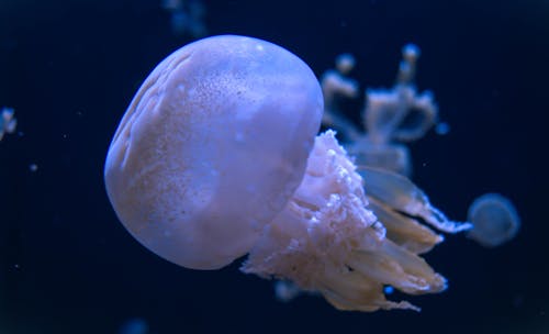 White Jellyfish Floating in Water 