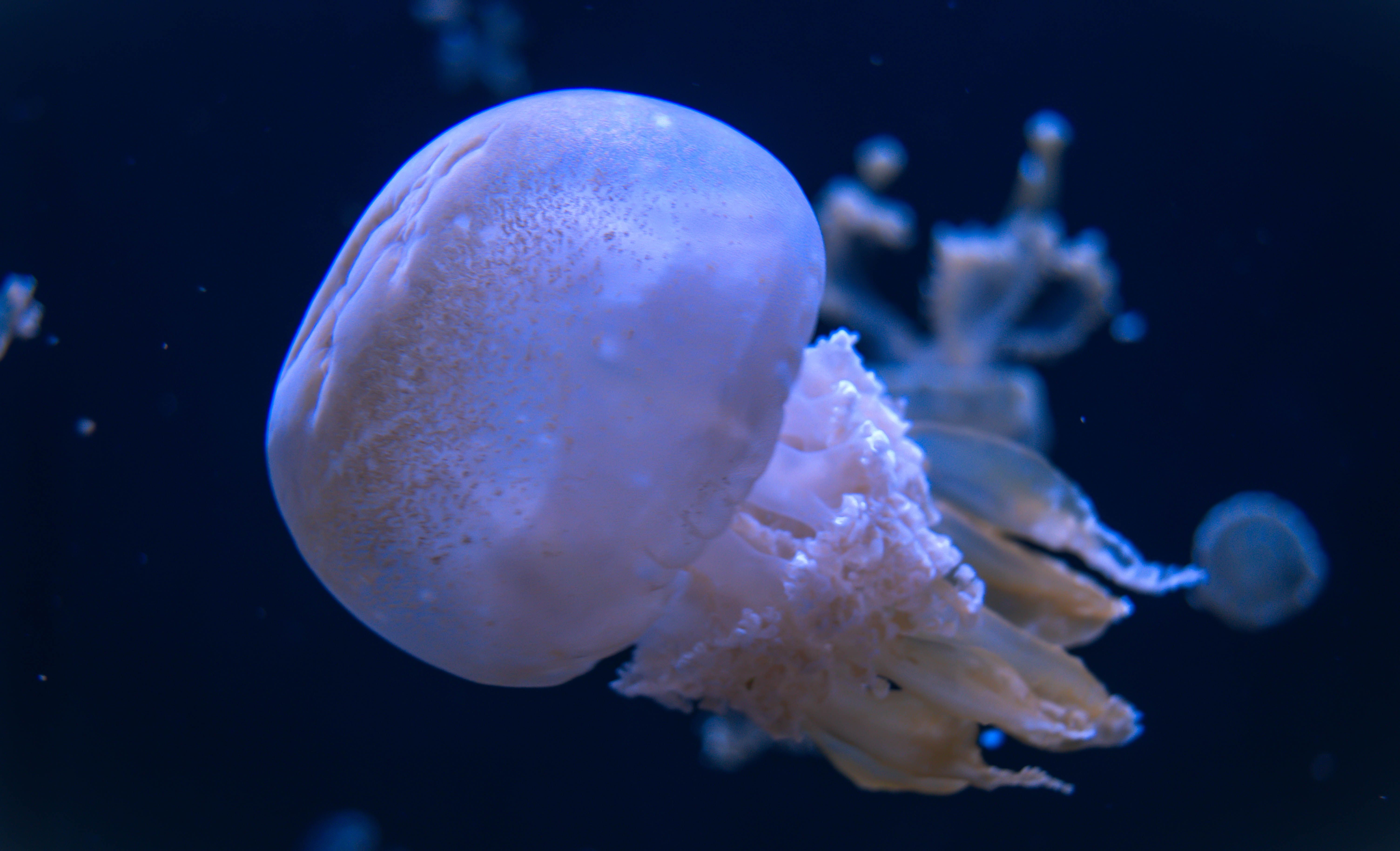 Blue and White Jellyfish in Water · Free Stock Photo
