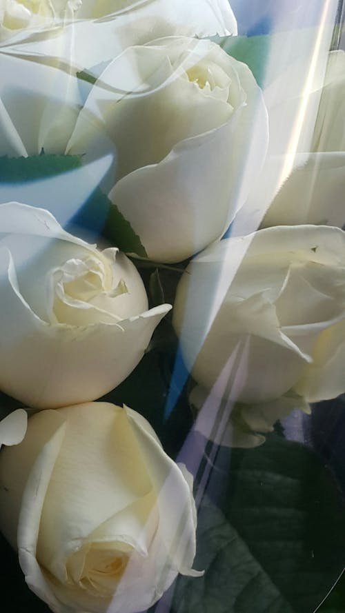 Gratis arkivbilde med hvit rose, rose