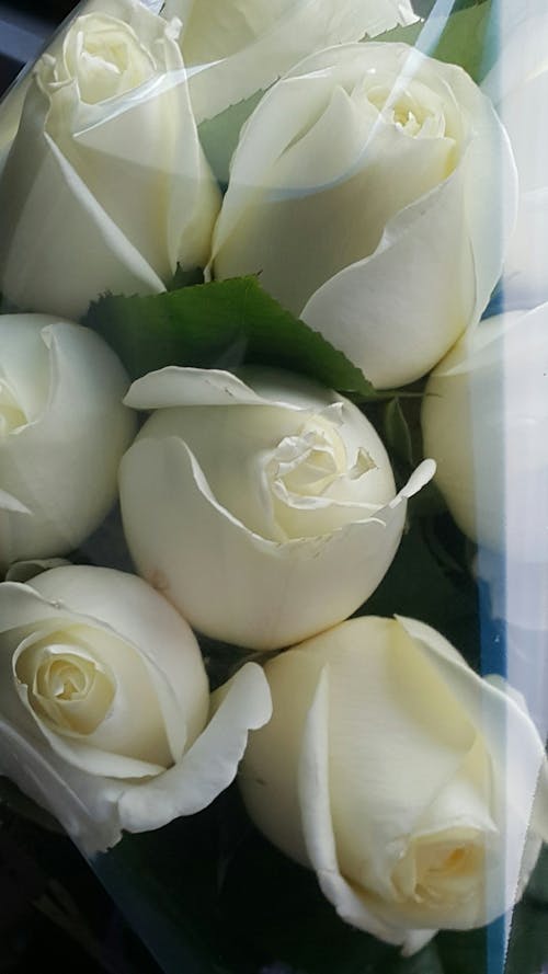 Gratis arkivbilde med hvit rose, rose