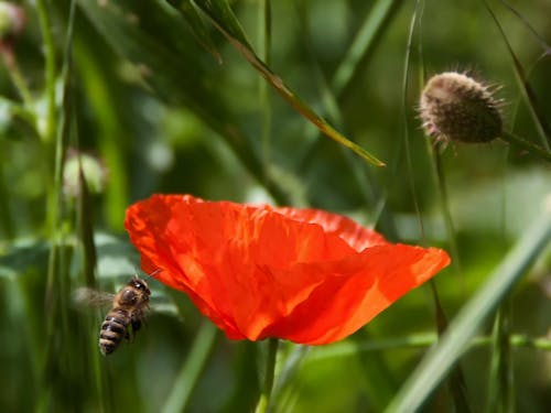 Brown and Black Bee Flying Near Orange Petaled Flower during Daytime