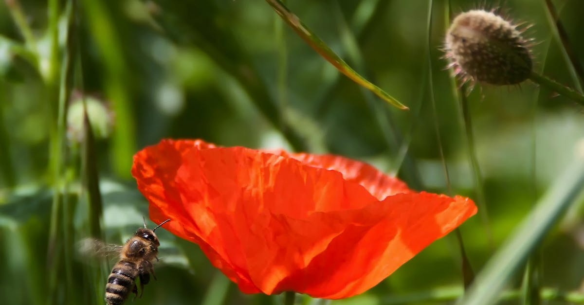 Brown and Black Bee Flying Near Orange Petaled Flower during Daytime
