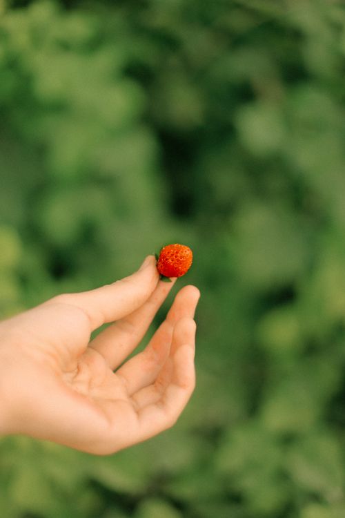 Free A hand delicately holding a wild strawberry against a blurred green background. Stock Photo