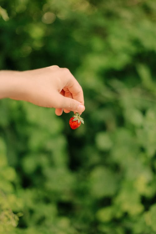 Hand Holding Tiny Strawberry