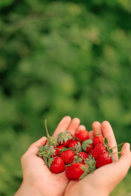 Free Hands holding fresh strawberries with green blurred background, capturing a natural and organic feel. Stock Photo