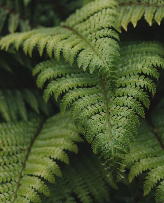 Detailed vertical shot of vibrant green fern leaves showcasing natural beauty.