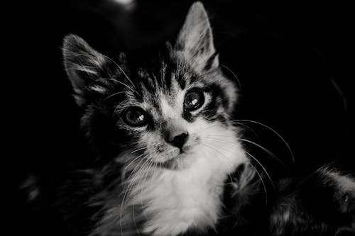 Free Close-up Black and White Portrait of a Kitten  Stock Photo