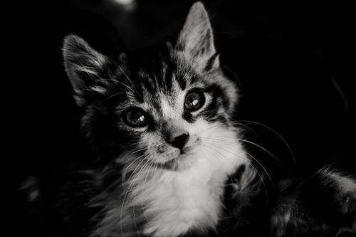 Free Captivating black and white portrait of a cute kitten with expressive eyes. Stock Photo