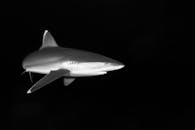 一条鲨鱼优雅地在水下游泳的黑白图像，展示了其光滑的形态