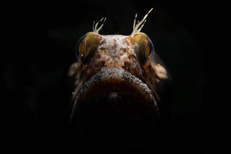 Close Up Of Fish Head