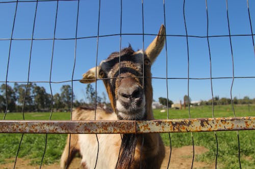 動物, 可愛, 比利山羊 的 免費圖庫相片