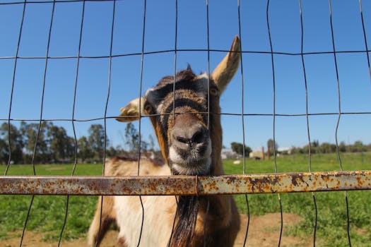 Cute goat looking curiously through a farm fence under a clear blue sky.