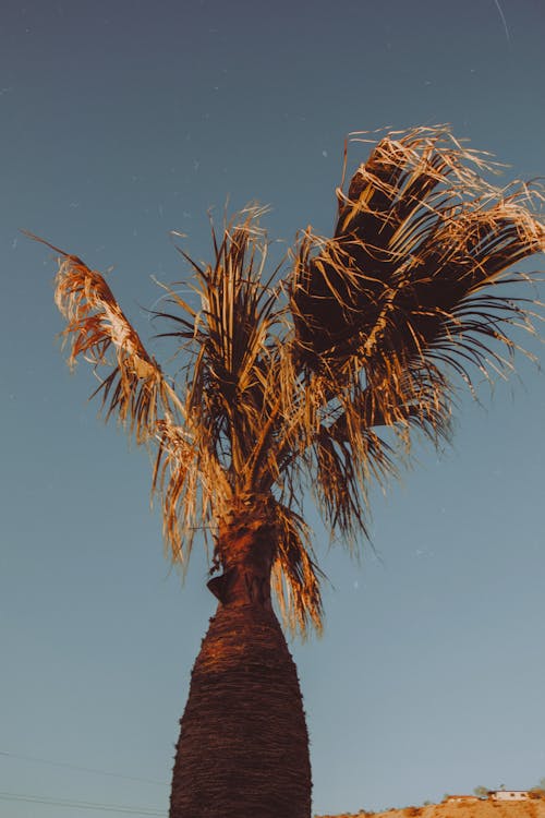 Bezpłatne Darmowe zdjęcie z galerii z błękitne niebo, drzewo palmowe, letnie motywy Zdjęcie z galerii