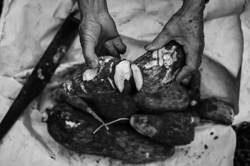 Free Monochrome image of hands holding sliced taro root, emphasizing texture and detail. Stock Photo