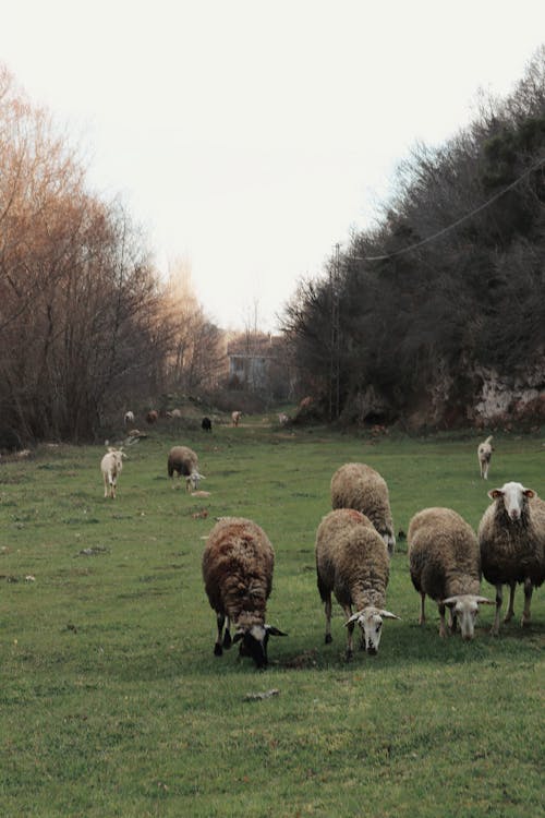 Foto stok gratis agrikultura, di luar rumah, domba