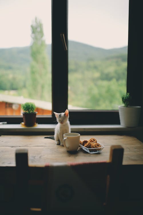 Kitten Sitting On A Wooden Table With Food