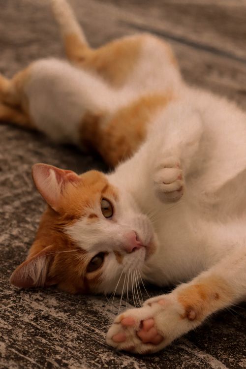 Free Adorable orange and white cat resting indoors on a textured surface. Stock Photo