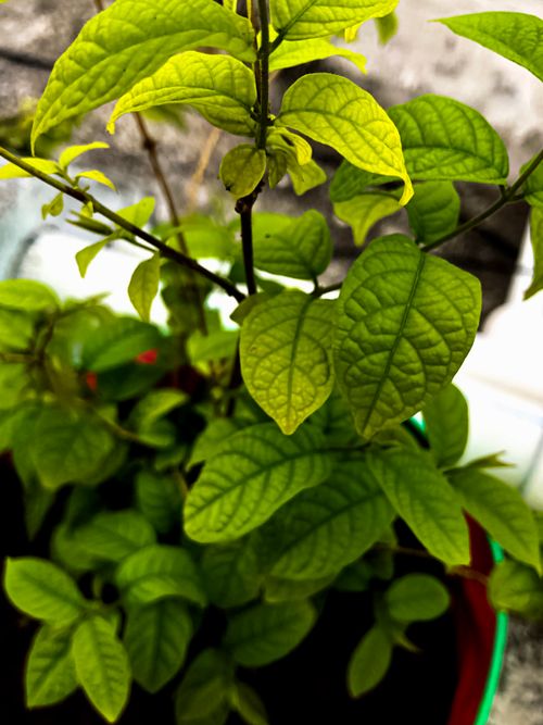 Free Close-up of vibrant green leaves on a potted plant, showcasing detailed veins. Stock Photo