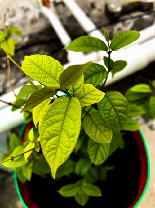 Free Close-up of vibrant green leaves from a potted plant indoors. Stock Photo