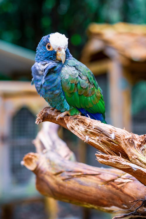 açık hava, ahşap, Amerika papağanı içeren Ücretsiz stok fotoğraf