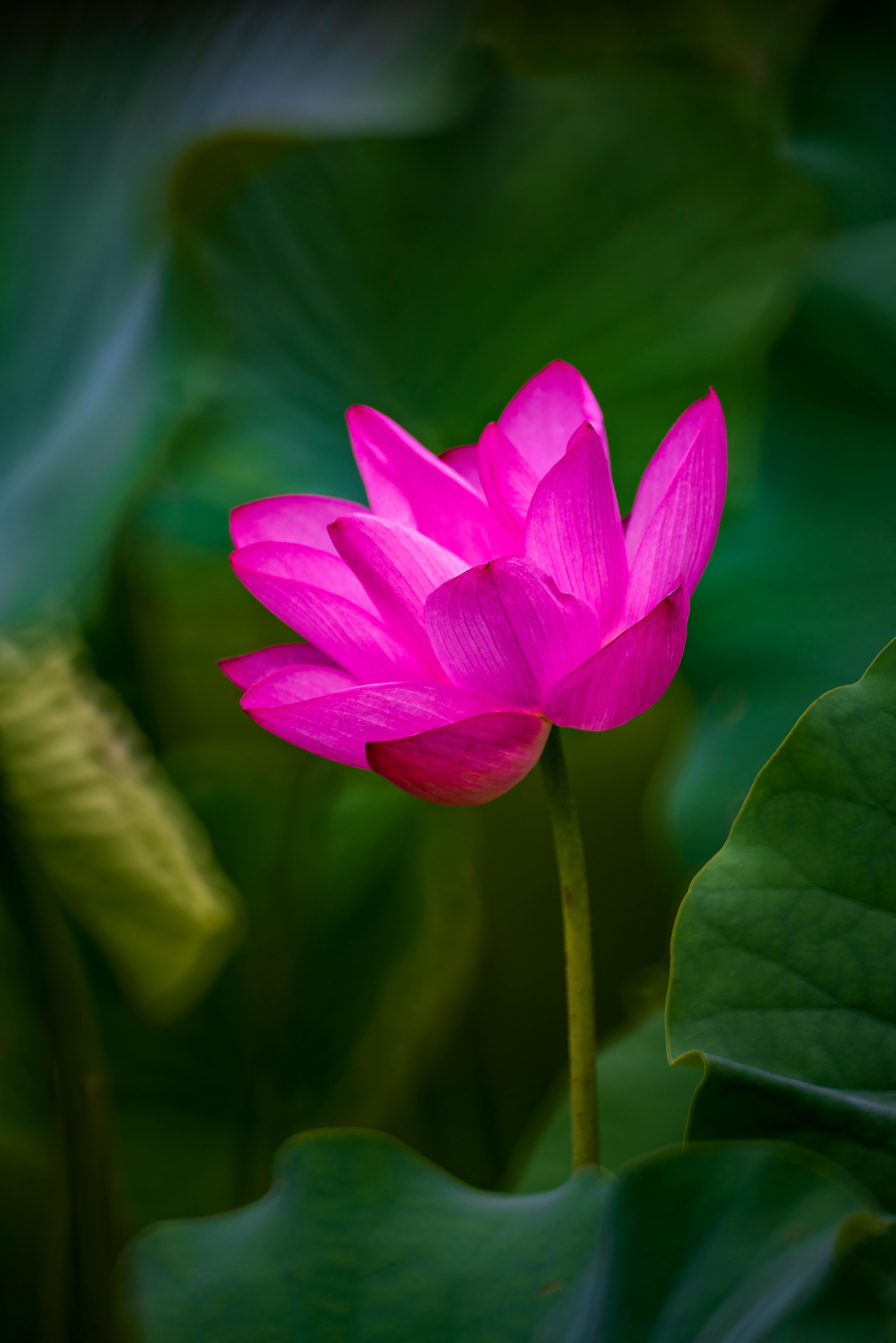 Pink Indian Lotus Flowers with Green Leaves · Free Stock Photo