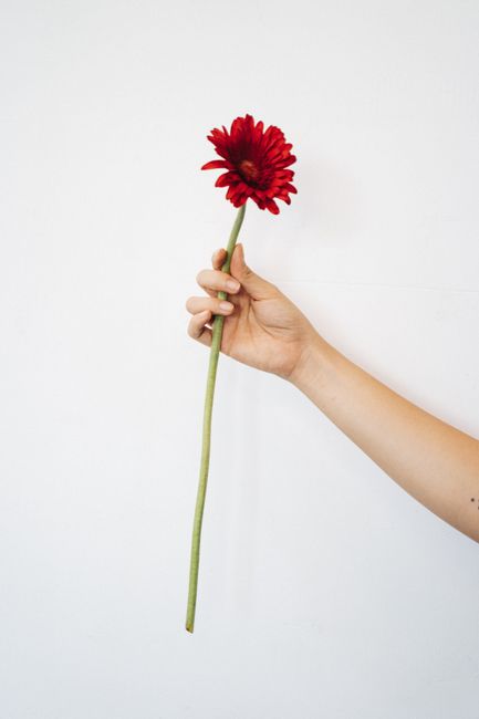 A hand gently holds a vibrant red Barberton daisy against a minimalist background.