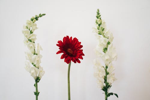 Free Beautiful Flowers on White Background Stock Photo