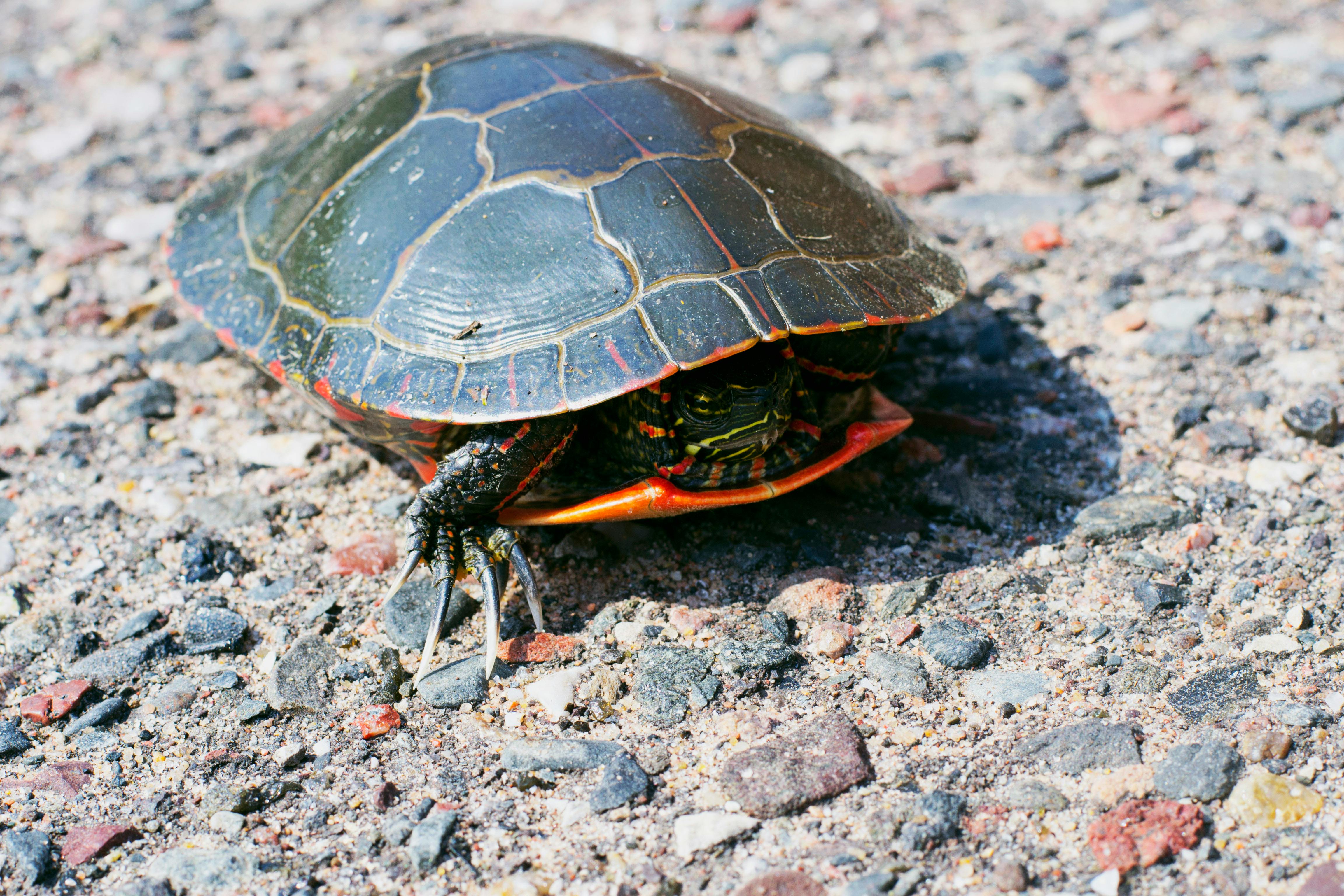 Eastern Painted Turtle Tank Photos, Download Free Eastern Painted