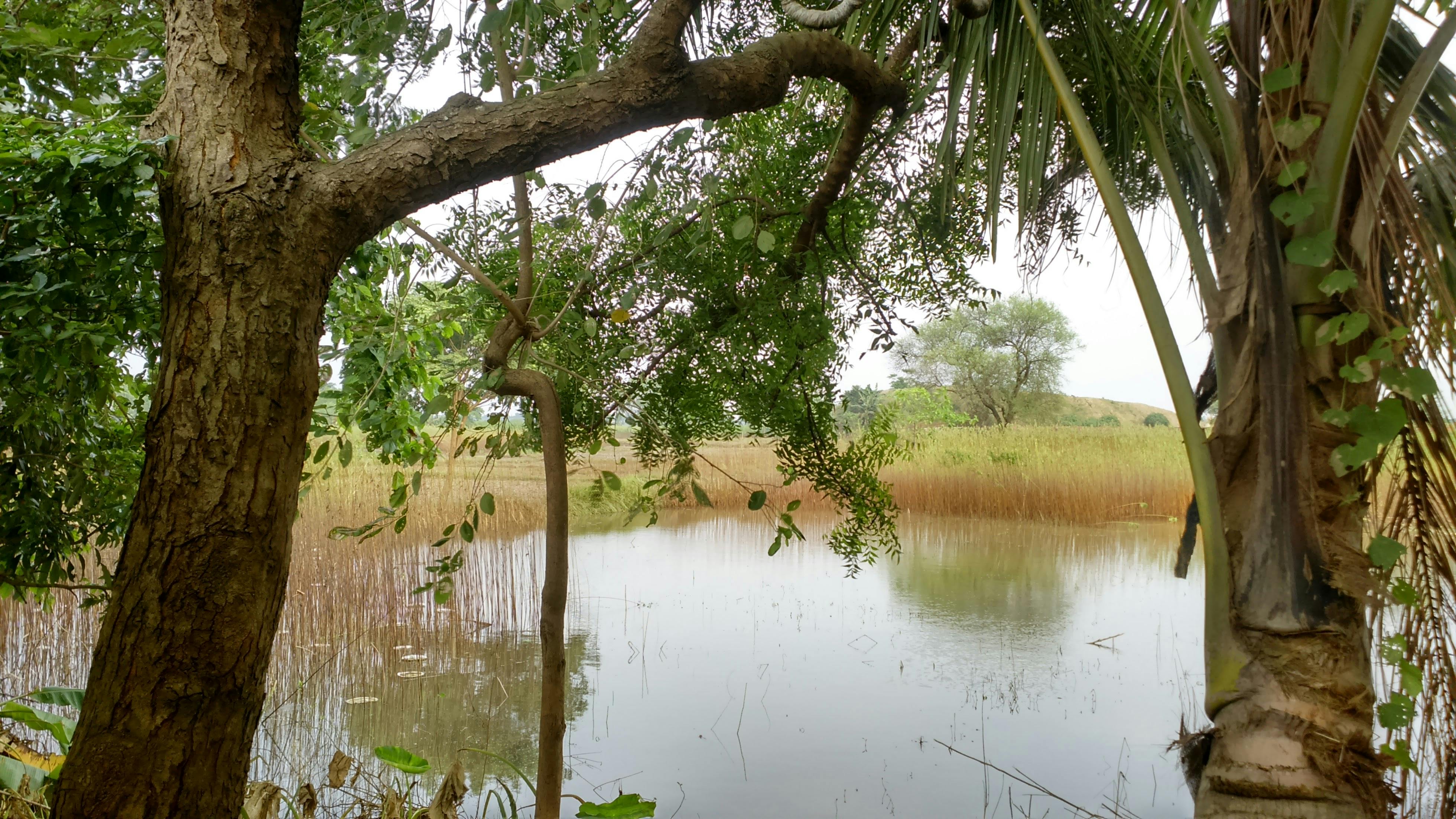 Free stock photo of flood, india, rural