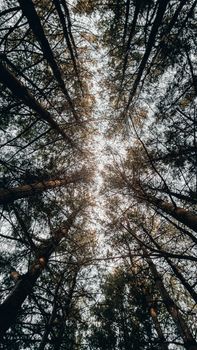 Image by Glaison Francis