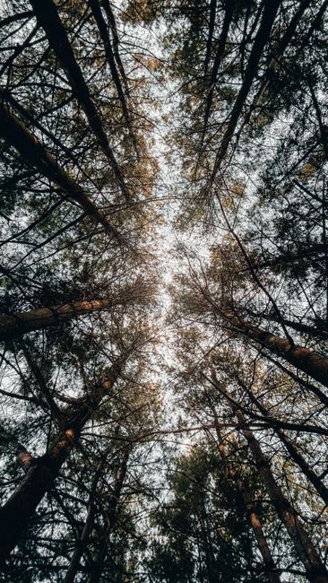 Fotomural Vista en ángulo bajo de árboles majestuosos en un bosque de Ottawa, capturando la tranquilidad de la naturaleza.