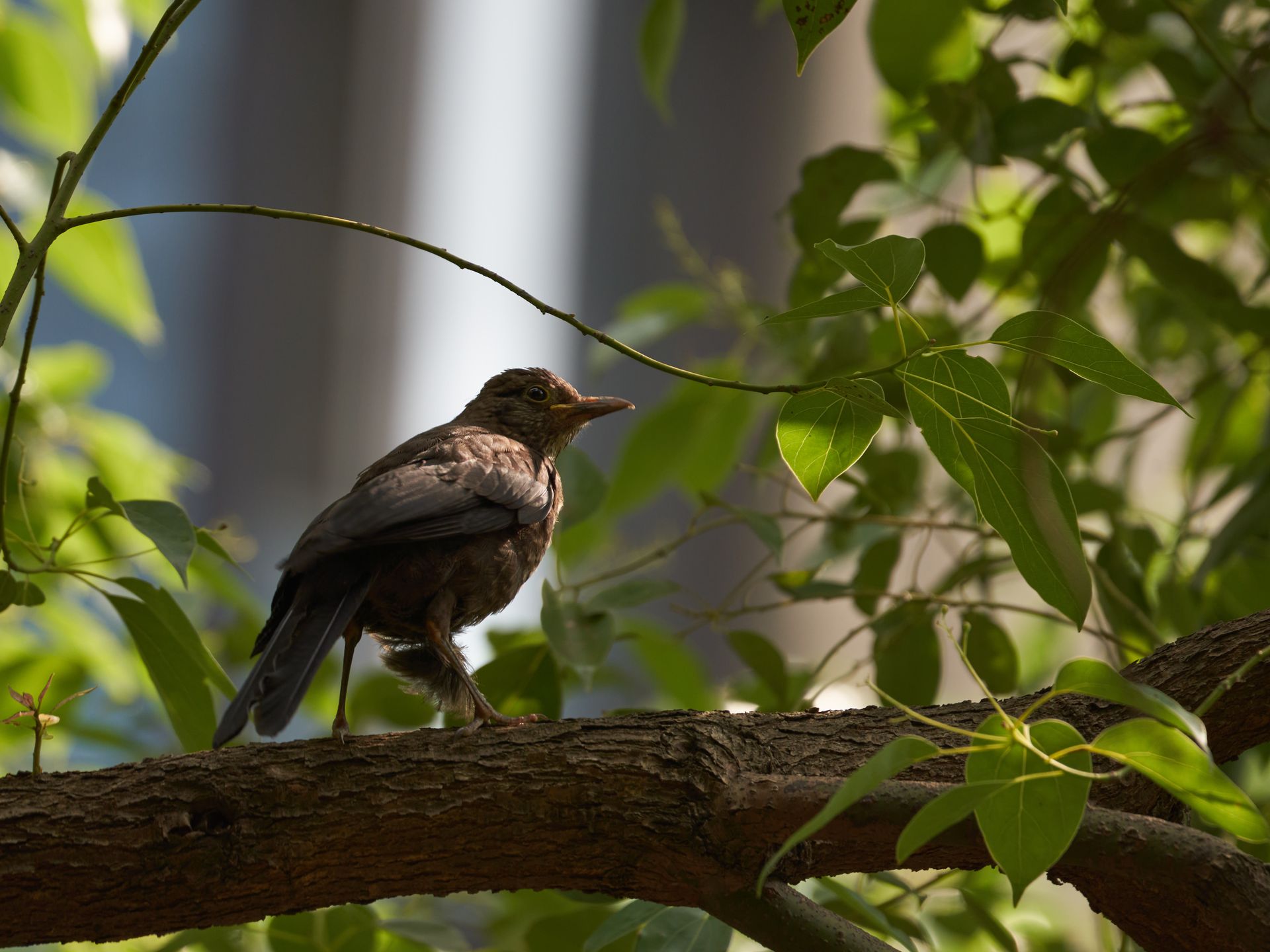 A blackbird sits perched on a tree branch surrounded by green leaves, captured in natural light.