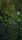 bosque