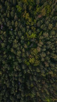 High-angle shot capturing the dense, vibrant canopy of a forest with diverse tree species.