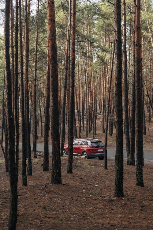 Immagine gratuita di alberi alti, auto, boschi