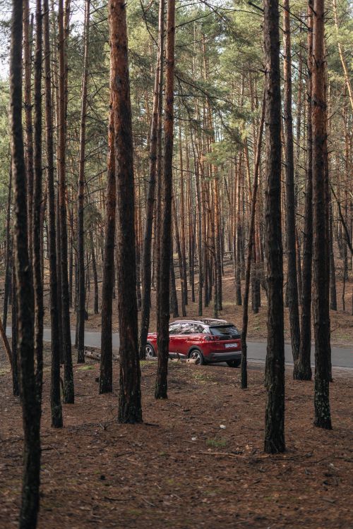 Free Red SUV on an isolated forest road surrounded by tall trees, capturing adventure in nature. Stock Photo