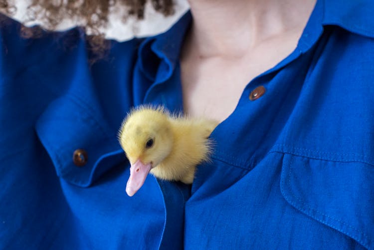 Duckling In Shirt