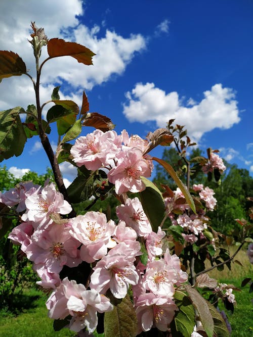 Fotos de stock gratuitas de flor de manzano