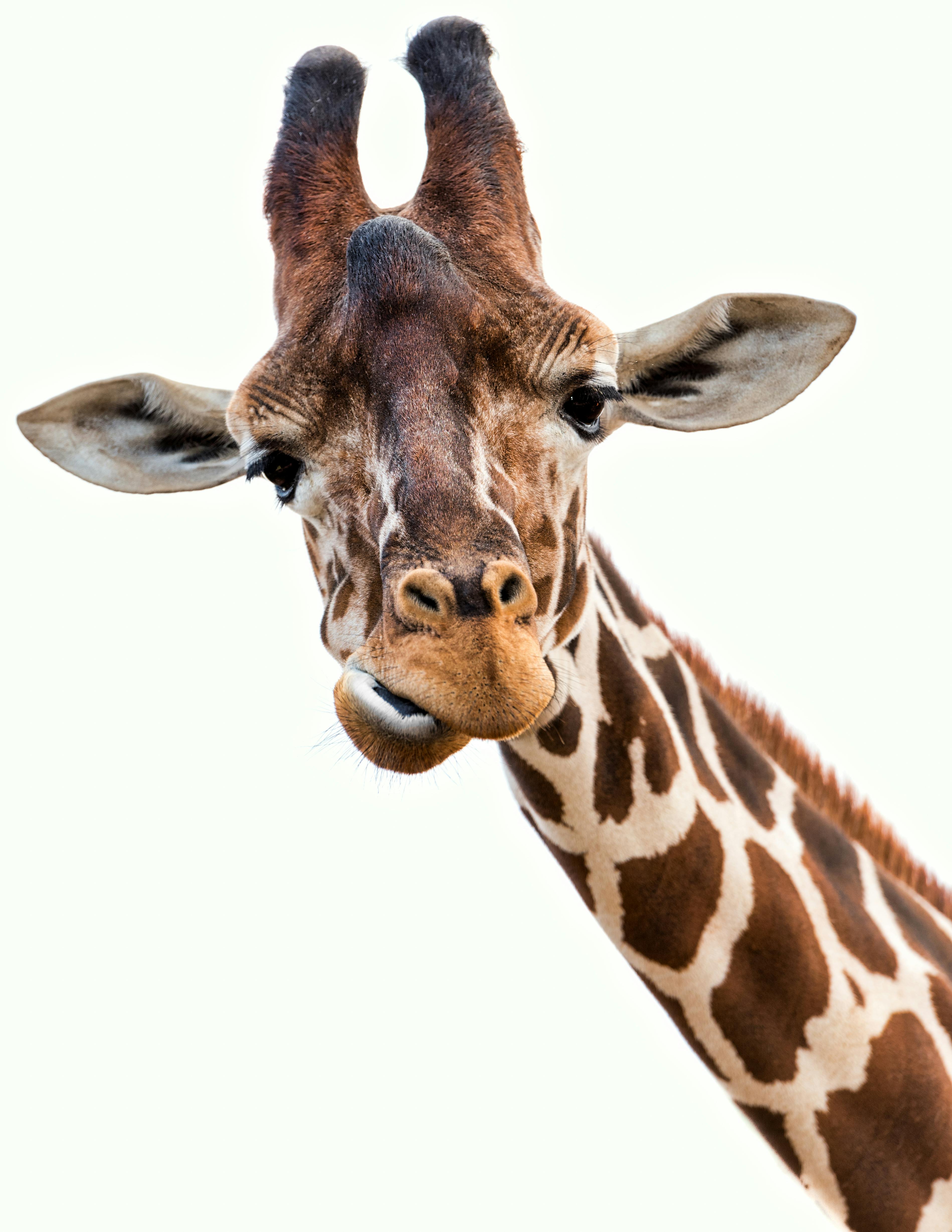 Kostenloses Foto zum Thema: draußen, giraffe, große augen