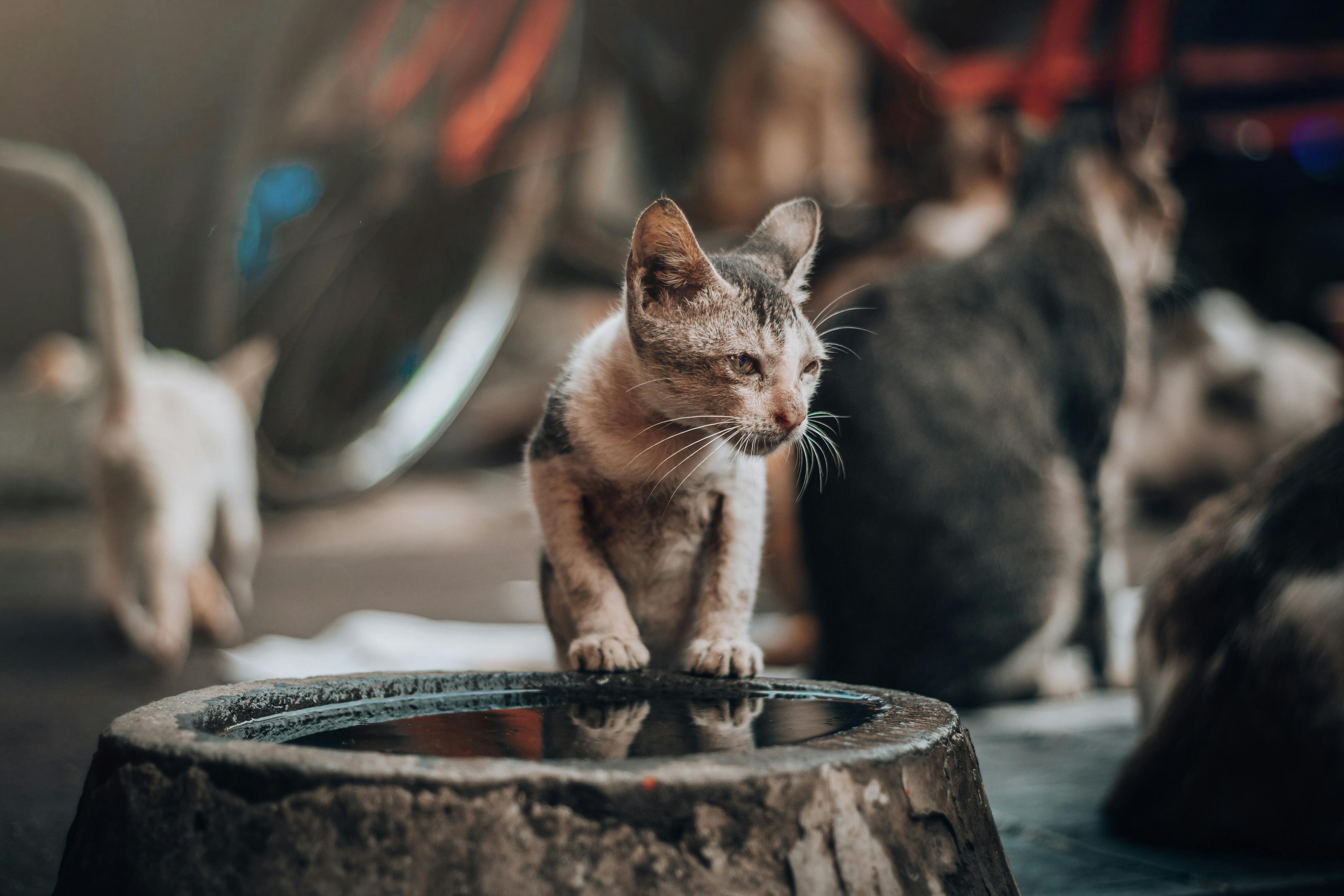 Cute kitten exploring near a puddle with a soft-focus background. Perfect for pet lovers.