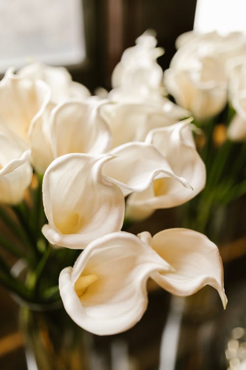 White Flowers in Close Up Photography