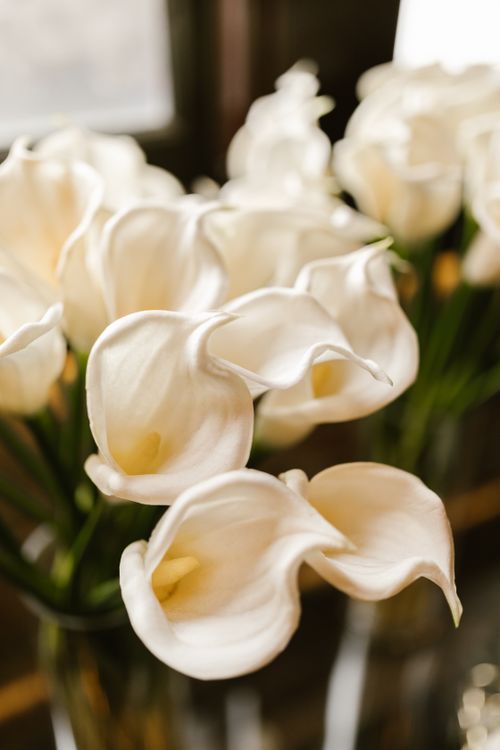 Free Close-up of white arum lilies with delicate petals captured in soft, natural lighting. Stock Photo