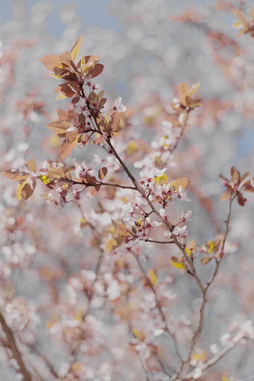 ağaç, alan derinliği, çiçeklenmek içeren Ücretsiz stok fotoğraf